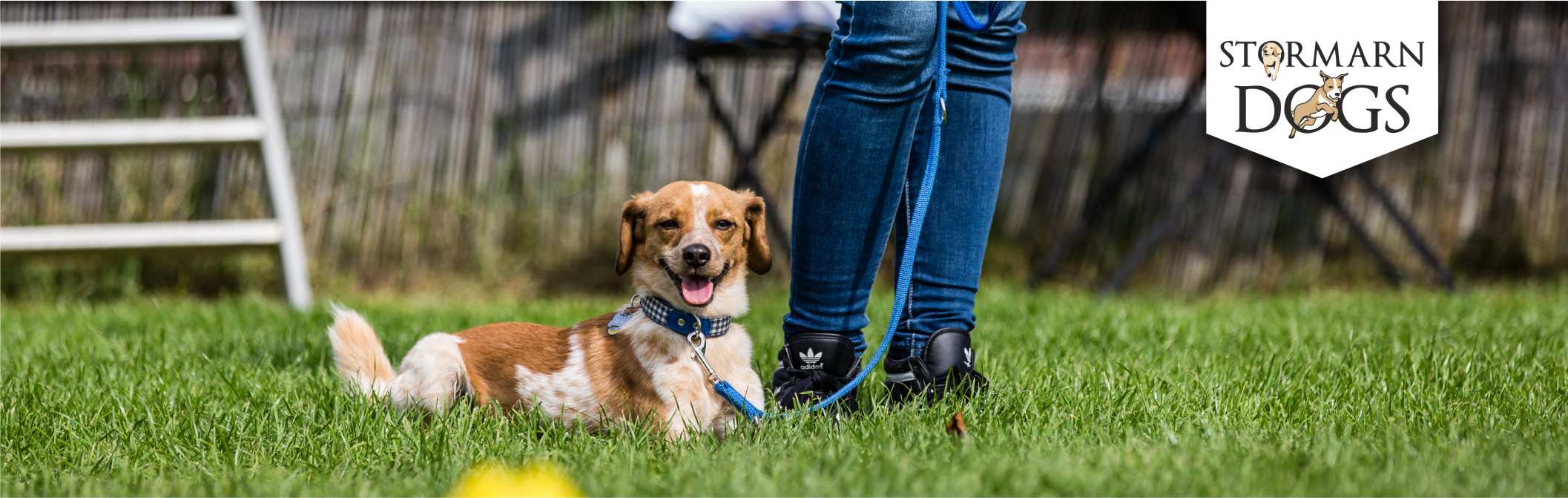 Aktuelles aus der Hundeschule | Stormarn Dogs