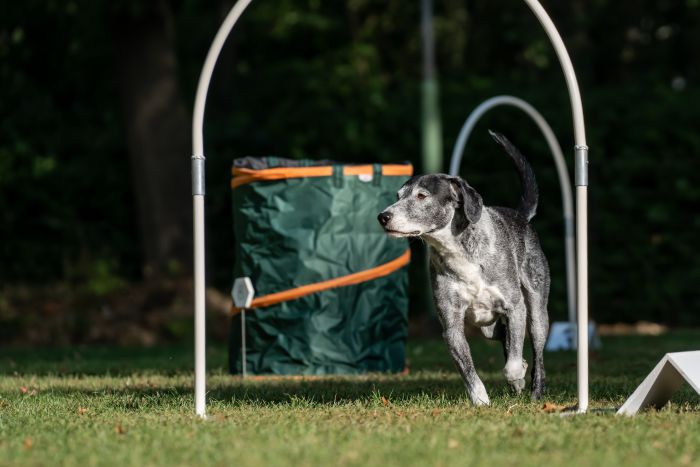 Hoopers auch für ältere Hunde - Training in der Hundeschule Stormarn Dogs Bargteheide